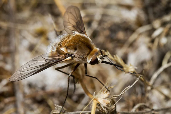 Bombyliidae głównych bee fly — Zdjęcie stockowe