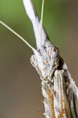 Empusa pennata