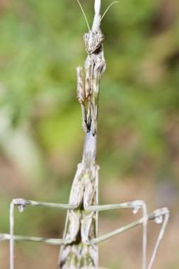 Empusa pennata