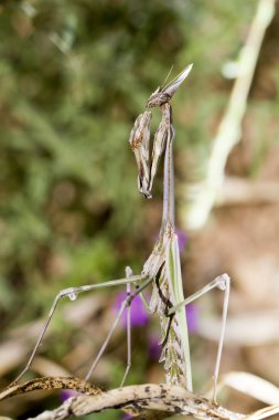 Empusa pennata