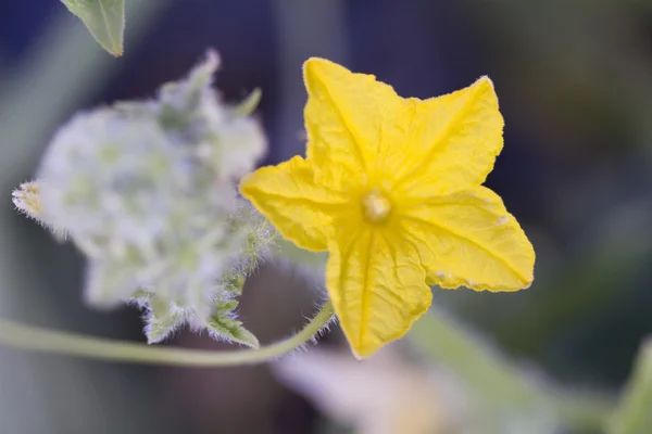 Yellow cucumber flower — Stock Photo, Image