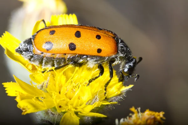 Lachnaia sexpunctata 곤충 — 스톡 사진
