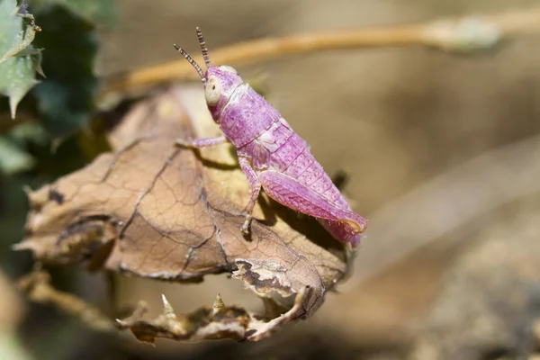 핑크 메뚜기 — 스톡 사진
