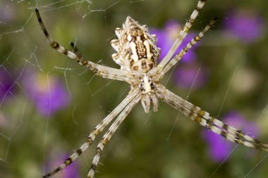 Argiope lobata