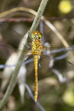 Kırmızı damarlı Pasifik'ten oğlan (Sympetrum fonscolombii)