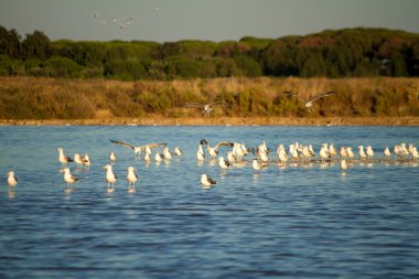 Martılar doğa parkı