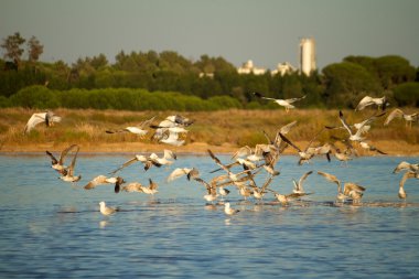 Seagulls at nature park clipart