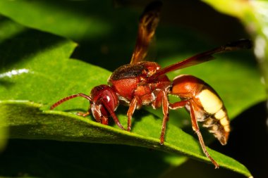 Hornet wasp clipart