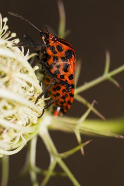 graphosoma lineatum