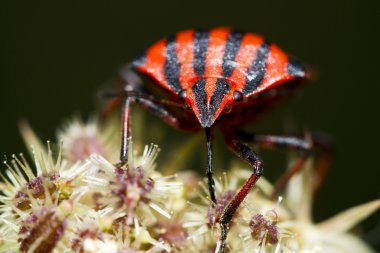 graphosoma lineatum