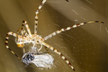 Şeritli Bahçe örümcek (Argiope trifasciata)