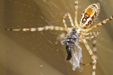 Şeritli Bahçe örümcek (Argiope trifasciata)