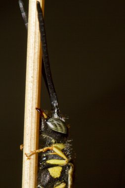 Kum Wasp (Bembex rostratus)