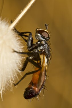 Tachinid sinek (Cylindromyia rufifrons)