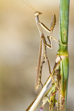 Mantis bileğinde