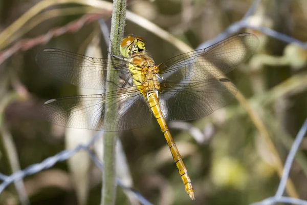 Red-veined Darter (Sympetrum fonscolombii) — Stock Photo, Image