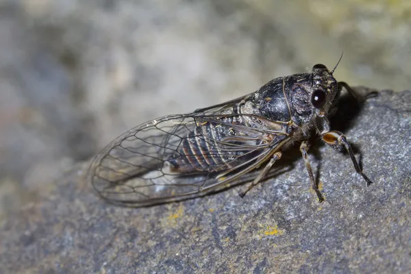 Cicada insecto — Foto de Stock