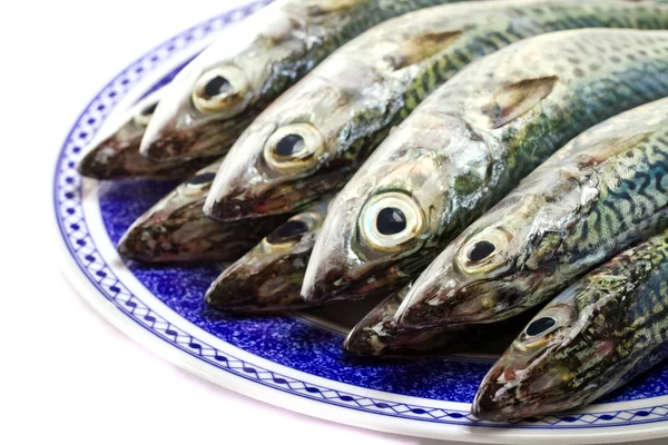 Atlantic mackerel — Stock Photo, Image
