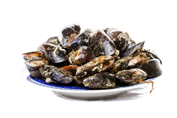 Blue mussel bivalve — Stock Photo, Image