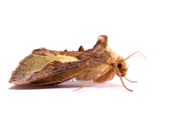 Nocturnal moth — Stock Photo, Image