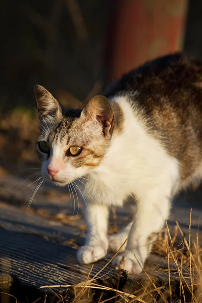 Güzel yerli kedi avcılık — Stok fotoğraf