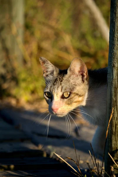 Güzel yerli kedi avcılık — Stok fotoğraf