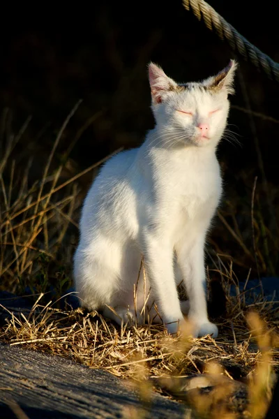 Beautiful domestic cat — Stock Photo, Image