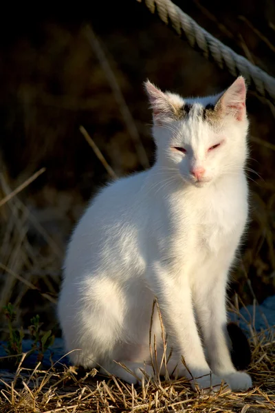 Beautiful domestic cat — Stock Photo, Image