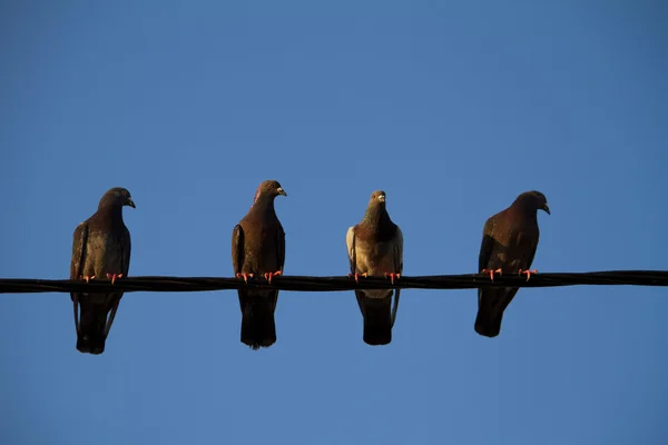 Four pigeons on a wire — Stock Photo, Image