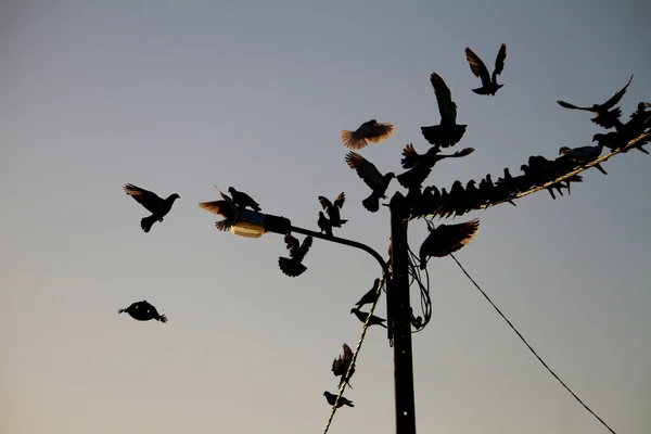 Pájaros en un alambre —  Fotos de Stock