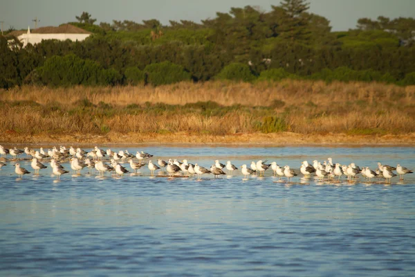 stock image Seagulls at nature park