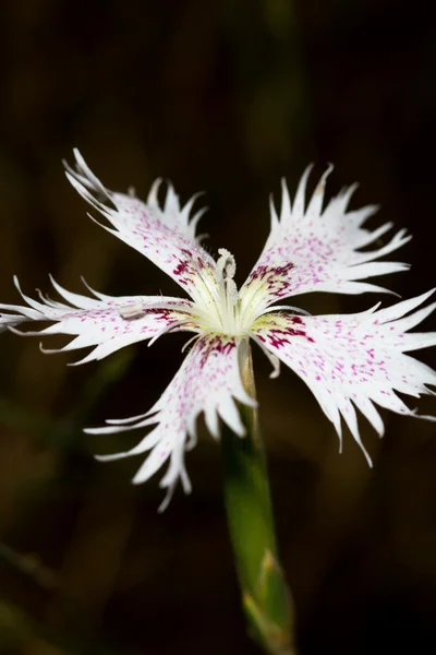 Dianthus hinoxianus —  Fotos de Stock