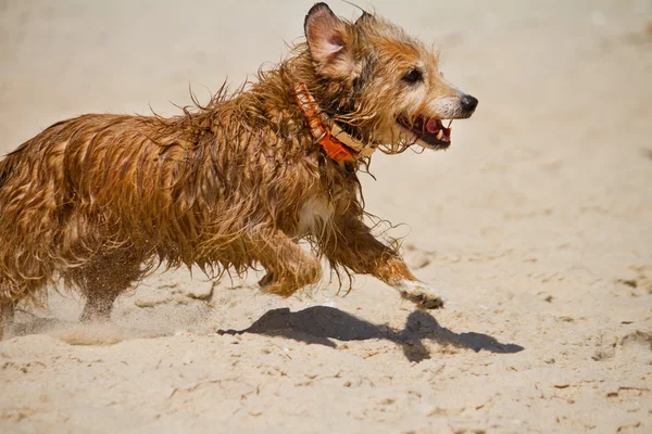 走っている濡れた国内犬 — ストック写真