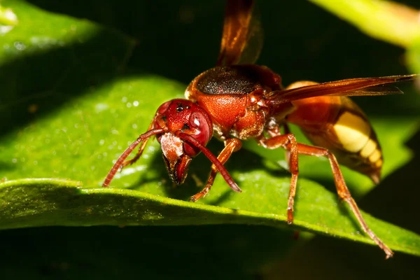 Hornet wasp — Stock Photo, Image