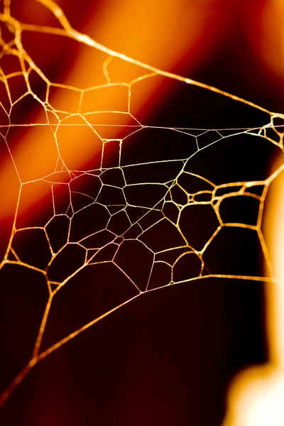 Zlatá pavučina — Stock fotografie