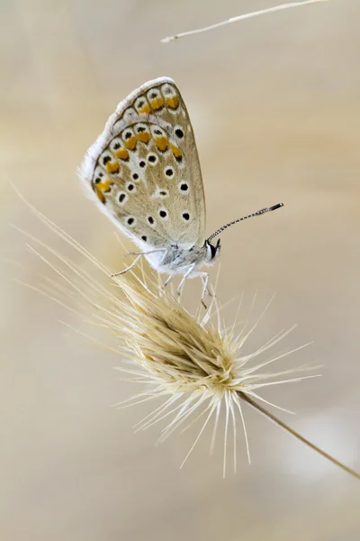 Southern Brown Argus — Stock Photo, Image