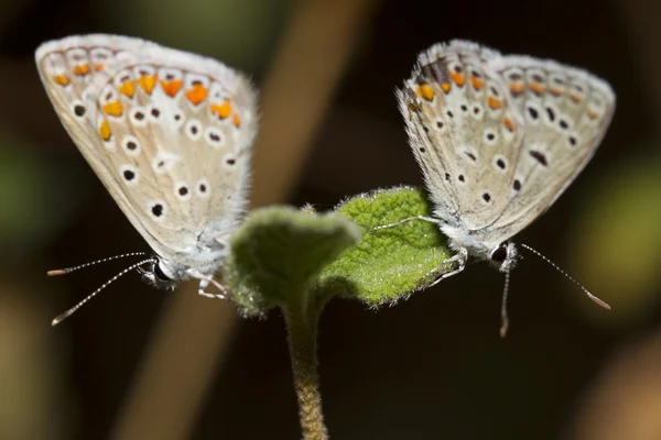 Southern Brown Argus — Stock Photo, Image