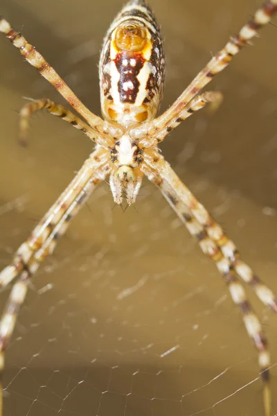 Şeritli Bahçe örümcek (Argiope trifasciata) — Stok fotoğraf