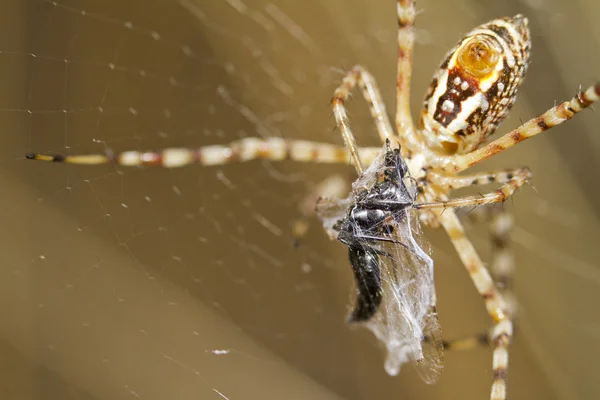 Banded Garden Spider (Argiope trifasciata) - Stock-foto