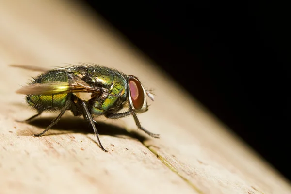 Blow Fly (Lucilia caesar) — Stock Photo, Image