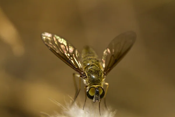 Bee Fly (Villa hottentotta)