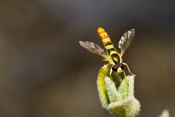 Hoverfly (Eupeodes corollae) — Stock Photo, Image