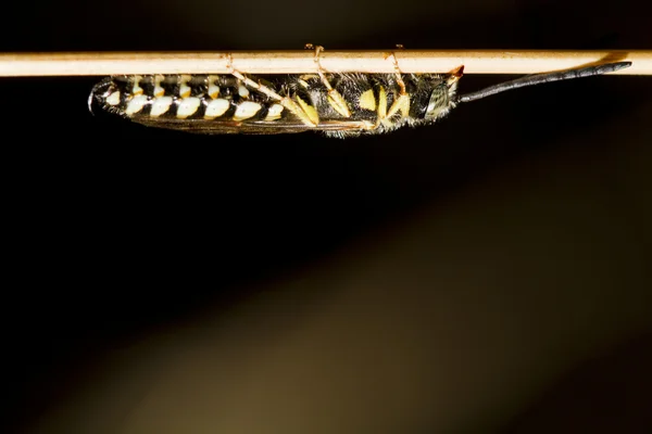 Zand Wasp (Bembex rostratus) — Stockfoto