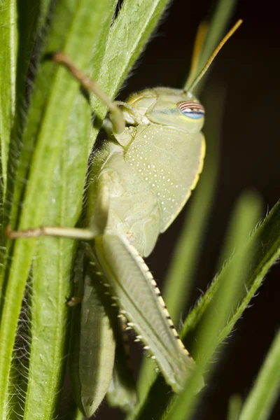 Egyptiska Locust (Anacridium aegyptium) — Stockfoto