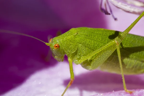Skäran-bärande Bush-cricket (Phaneroptera falcata) — Stockfoto
