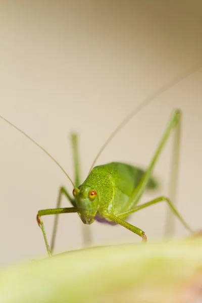 Sickle-bearing Bush-cricket (Phaneroptera falcata) — Stock Photo, Image