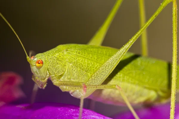 镰状轴承布什-蟋蟀 (Phaneroptera 黄花) — 图库照片