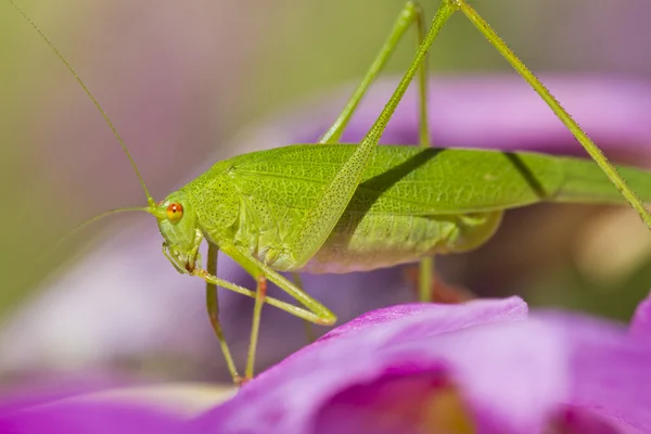 Skäran-bärande Bush-cricket (Phaneroptera falcata) — Stockfoto