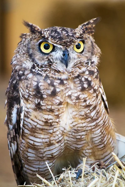 Spotted Eagle-owl (Bubo africanus) — Stock Photo, Image