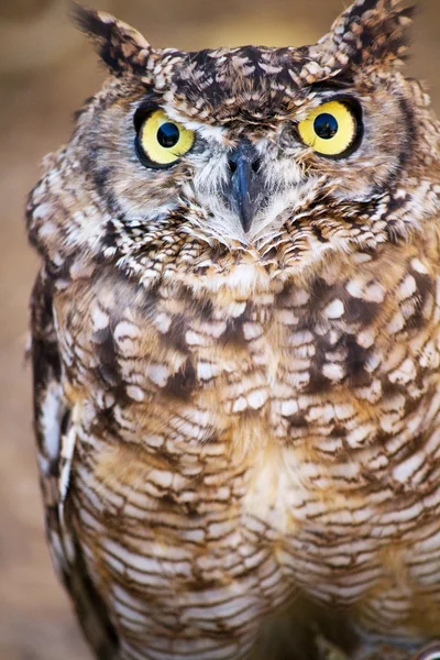 Spotted Eagle-owl (Bubo africanus) — Stock Photo, Image